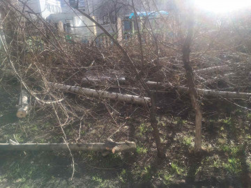 сезонные работы по обрезке деревьев